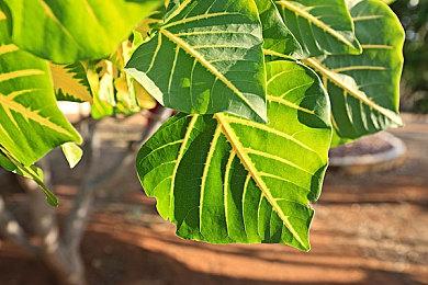 《生化危机4：重制版》Steam好评如潮 同时在线接近17万